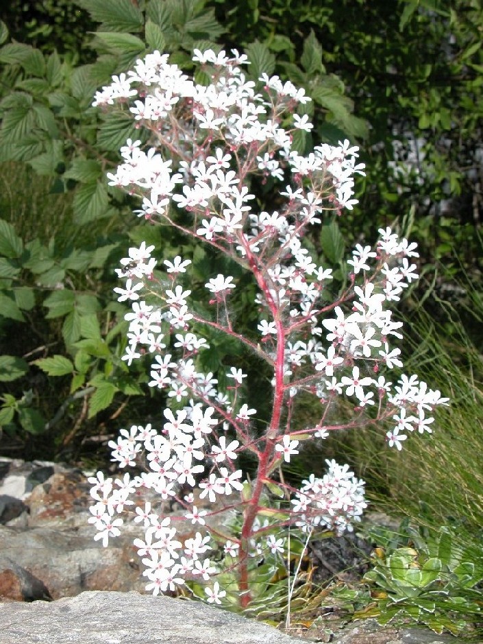 Saxifraga cotyledon / Sassifraga piramidale